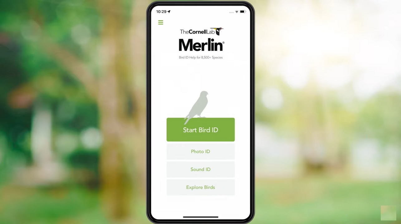 Merlin Bird App: Unlock the Wonders of Birdwatching with the